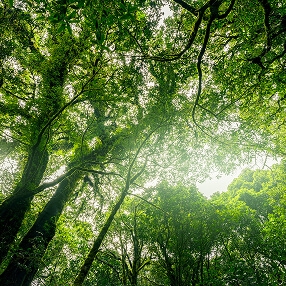 Meio Ambiente Meio Ambiente